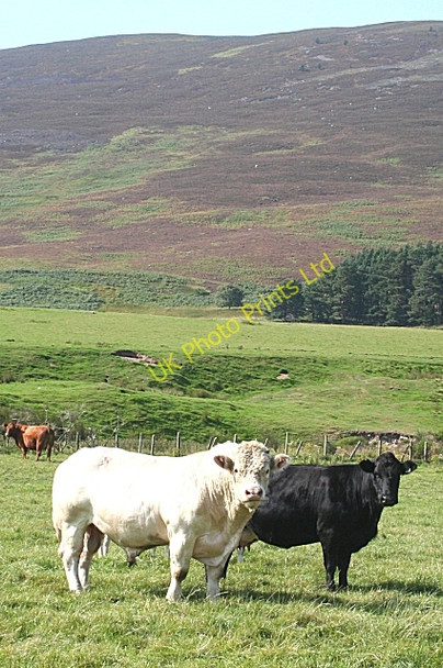 Photo 6"x4" Black and White Logie Coldstone c2006