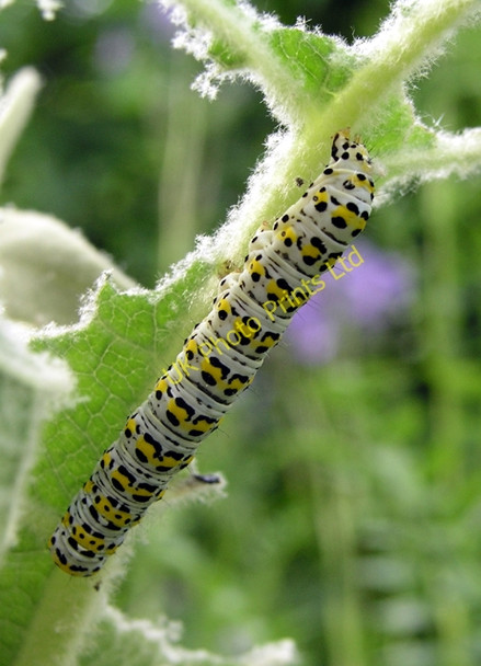 Photo 6"x4" Caterpillar, Warnham Nature Reserve Horsham\/TQ1731 c2006
