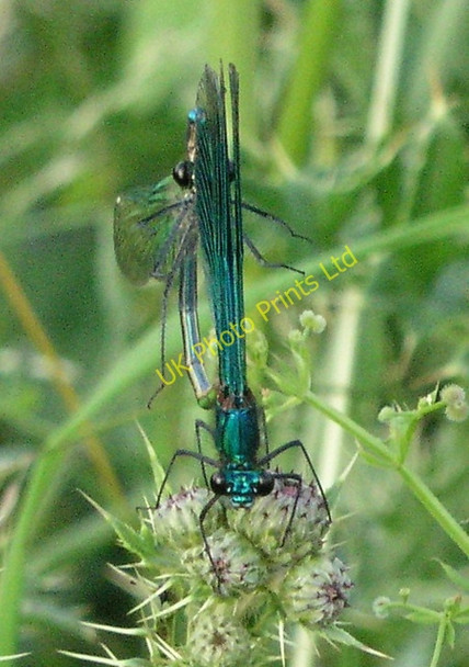 Photo 6"x4" Mating Banded Demoiselles near Broadbridge Farm Broadbridge Heath c2006