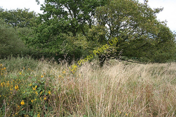 Photo 6"x4" Rackenford: on Rackenford Moor Rackenford c2006