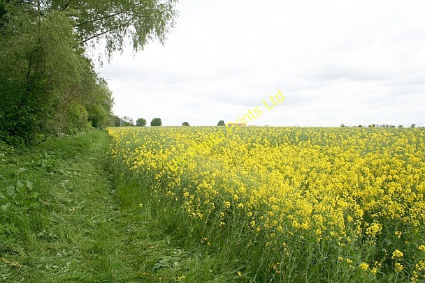 Photo 6"x4" Rape Field near Shuttlefast Farm Marl Bank c2007