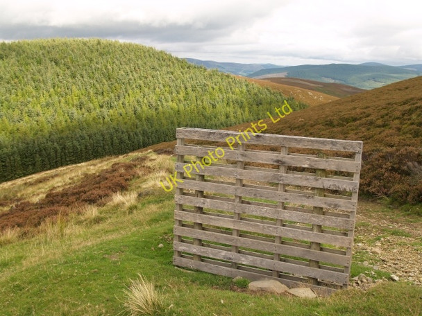 Photo 6"x4" Grouse butt, Birks Hill Laverlaw c2006