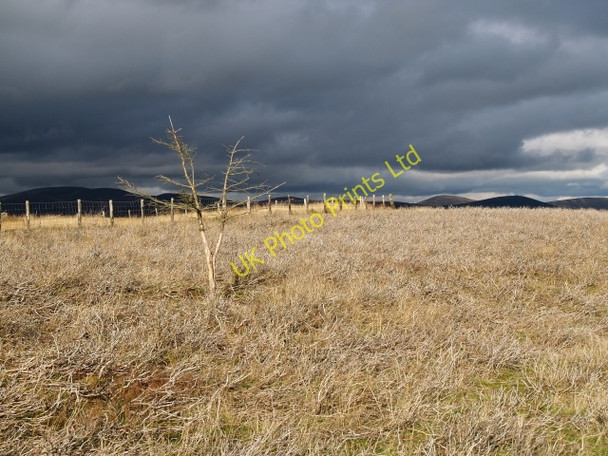 Photo 6"x4" Dead larch, Grieston Hill Howford\/NT3136 c2006