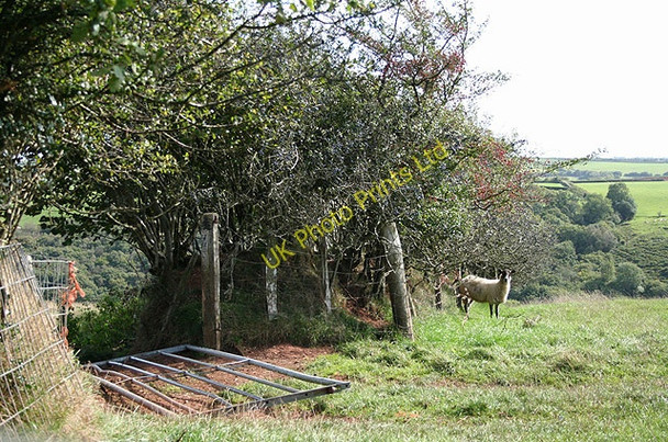 Photo 6"x4" Stoodleigh: above Rifton Wood Loxbeare c2006