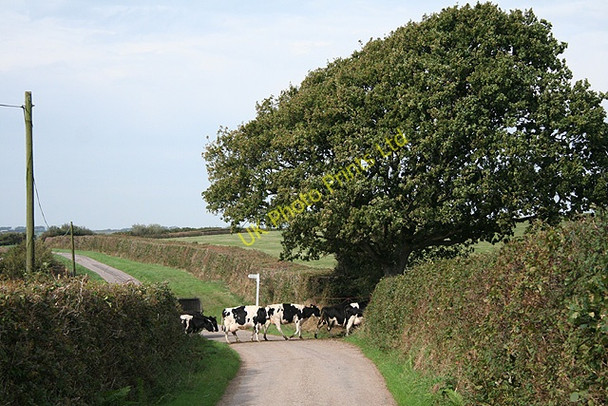 Photo 6"x4" Creacombe: herd at Crowdhole Cross Creacombe c2006