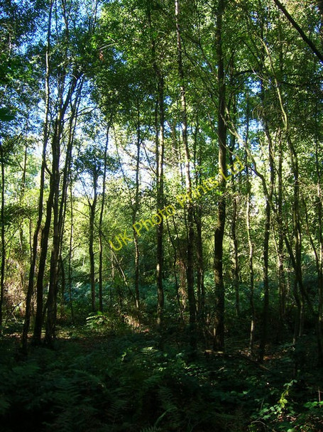 Photo 6"x4" Highbar Copse Smock Alley c2006