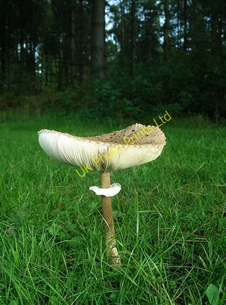 Photo 6"x4" Parasol mushroom (Lepiota procera) Kings Clipstone c2006