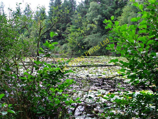 Photo 6"x4" Lily pond Bishop Kinkell c2006 P1