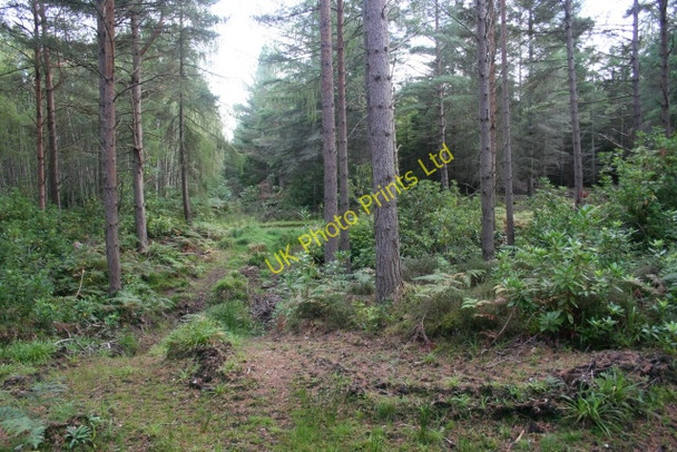 Photo 6"x4" Moss Hill Plantation Portknockie c2006