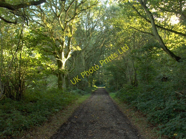 Photo 6"x4" Southern Copse Preston\/SU2773 c2006
