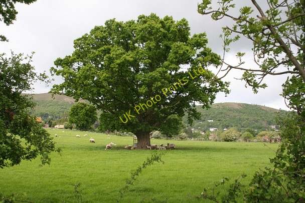 Photo 6"x4" Sheep and Oak Tree, Brickbarns Farm Malvern Wells c2007