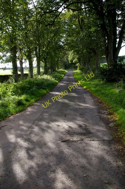 Photo 6"x4" Avenue of Trees at Chambers Common Salkeld Dykes c2006