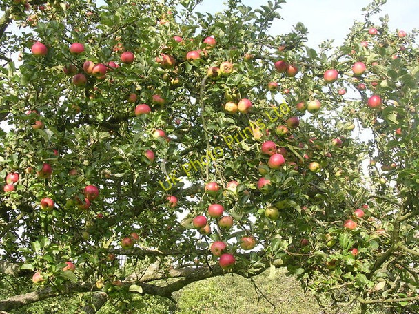 Photo 6"x4" Autumn plenty Bewdley\/SO7875 c2006