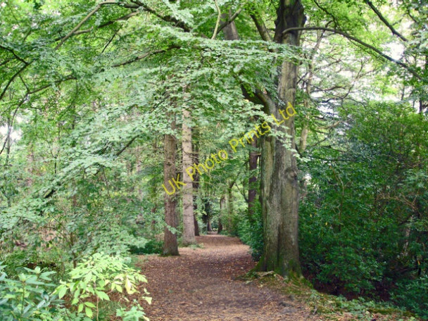 Photo 6"x4" Wilmslow (Styal) - Styal Woods Morley\/SJ8282 c2006