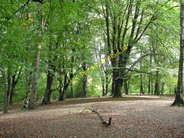 Photo 6"x4" Wilmslow (Styal) - clearing in Styal Woods Morley\/SJ8282 c2006