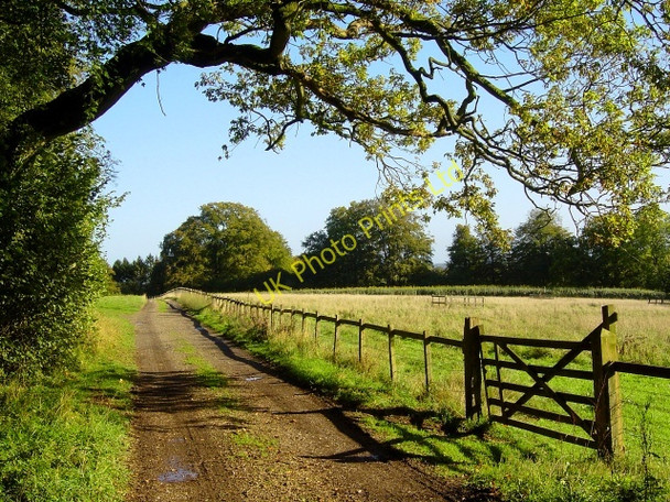 Photo 6"x4" Hen Wood and Buckdown Tunworth c2006