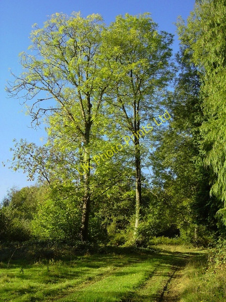 Photo 6"x4" The edge of Hen Wood Tunworth c2006