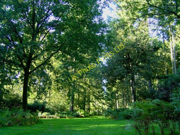 Photo 6"x4" At the heart of Hen Wood Tunworth c2006