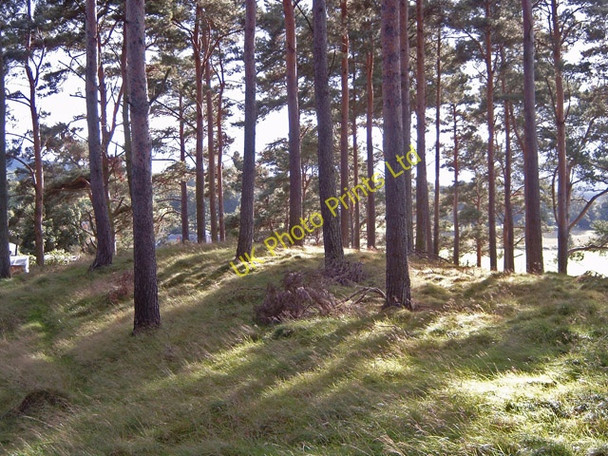 Photo 6"x4" Plantation near Raitloan Cottages Nairn c2006
