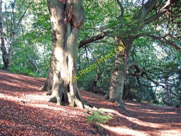 Photo 6"x4" Over Alderley - beech woods on Alderley Edge Alderley Edge\/SJ8478 c2006