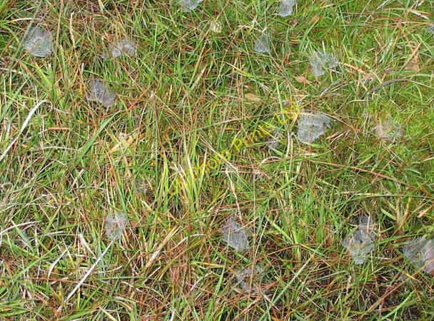 Photo 6"x4" Spider Webs in Forest Clearing Beddgelert c2006