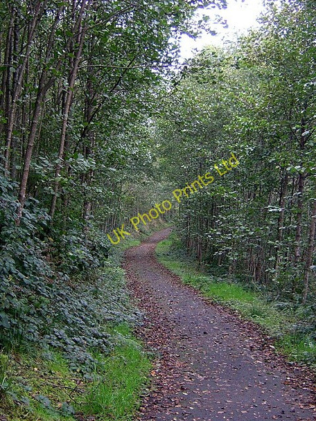Photo 6"x4" West Loch Lomond Cycle Path Inverbeg c2006