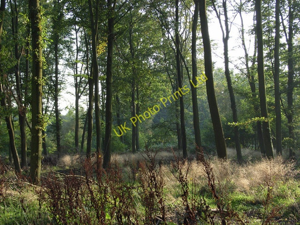 Photo 6"x4" Hens Wood Axford\/SU2369 c2006
