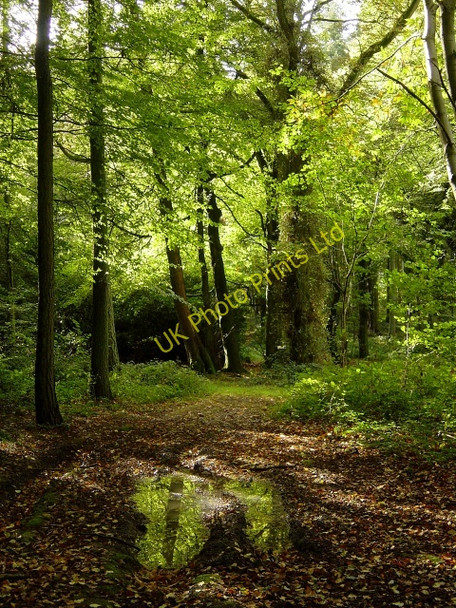 Photo 6"x4" Gaston Wood Holt End\/SU6639 c2006