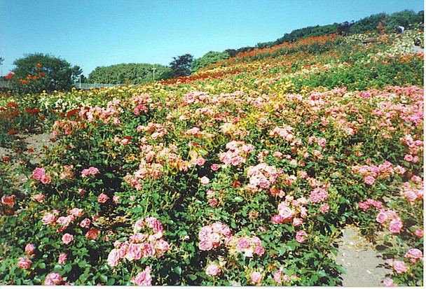 Photo 6"x4" The Rose Hill, Duthie Park Aberdeen\/NJ9206 c1995