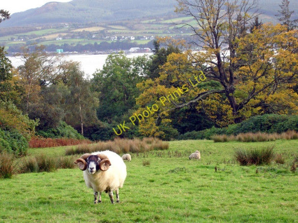 Photo 6"x4" Brodick - sheep above Brodick Bay Cladach c2006