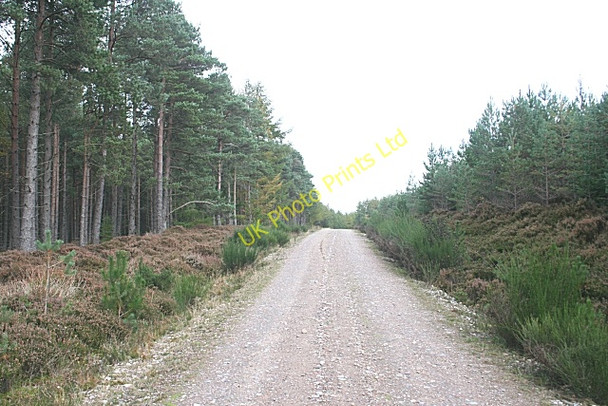 Photo 6"x4" Forest Road Fochabers c2006