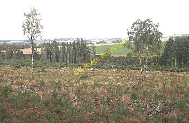 Photo 6"x4" Whiteash Forest Clochan c2006