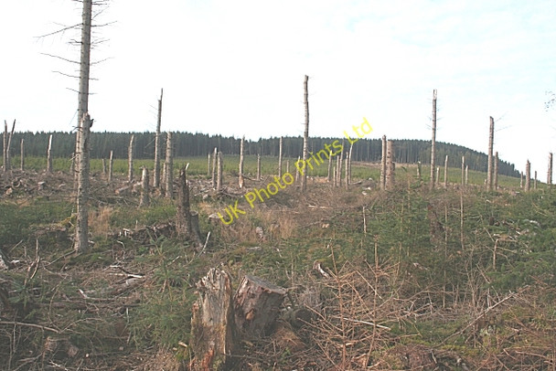 Photo 6"x4" Whiteash Forest Auchinderran\/NJ4055 c2006 P2