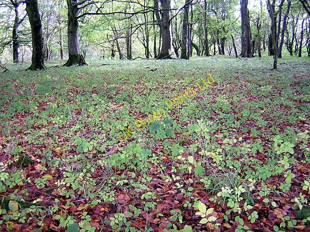 Photo 6"x4" Forest Floor Hardgate\/NX8166 c2006