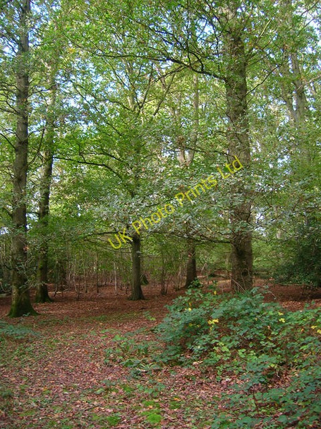 Photo 6"x4" Nash Street Wood Burgh Hill\/TQ5412 c2006