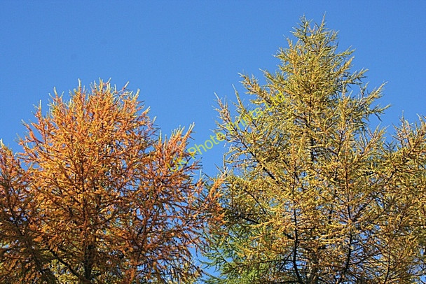 Photo 6"x4" Autumn Larches Auchinderran\/NJ4055 c2006