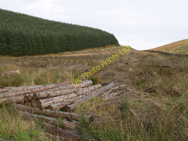 Photo 6"x4" Felled Forest. Hattonknowe c2006