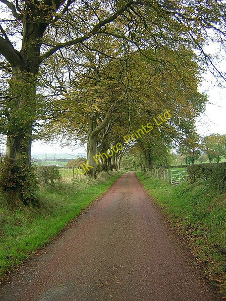 Photo 6"x4" Avenue of Trees Auldhouse c2006