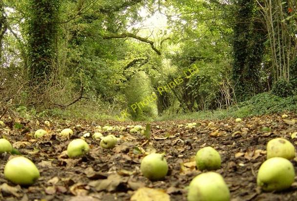 Photo 6"x4" A crabby path Powntley Copse c2006