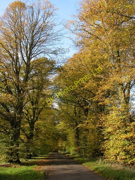 Photo 6"x4" Autumn colours at Chavenage Green Chavenage Green c2006