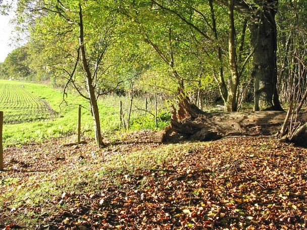 Photo 6"x4" Garston Wood Dorset Deanland c2006