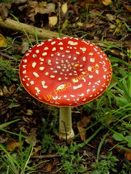Photo 6"x4" Fly agaric Itteringham c2006