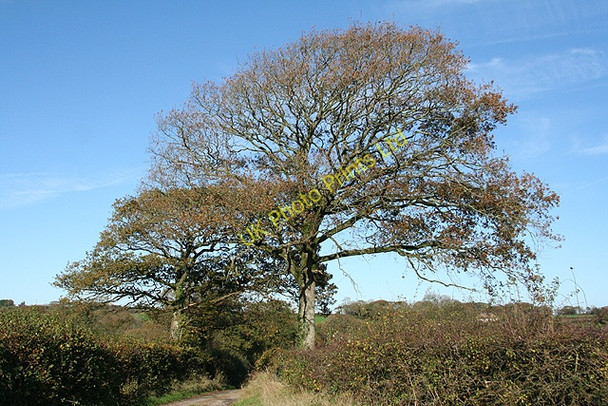 Photo 6"x4" East Worlington: between Horseford and Blagrove East Worlington c2006