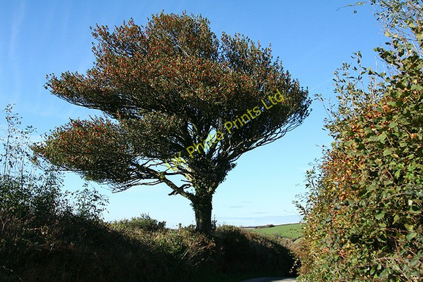 Photo 6"x4" Twitchen: Holly tree in fruit Bickingcott c2006