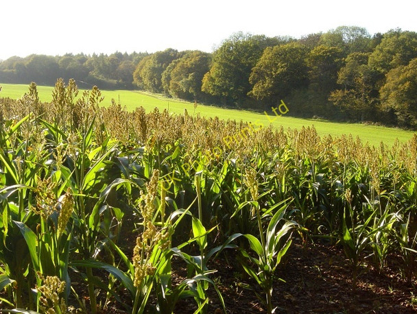 Photo 6"x4" Allwood Copse Ellisfield c2006