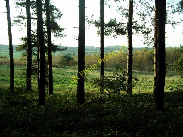 Photo 6"x4" View through the trees Kings Clipstone c2006