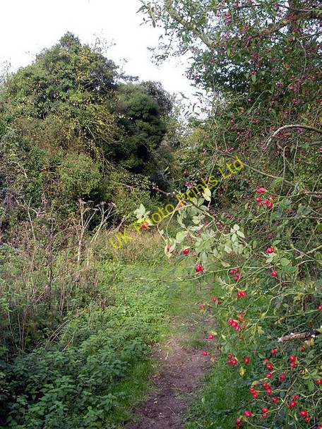 Photo 6"x4" Footpath north of Stockbridge Down Little Somborne c2006