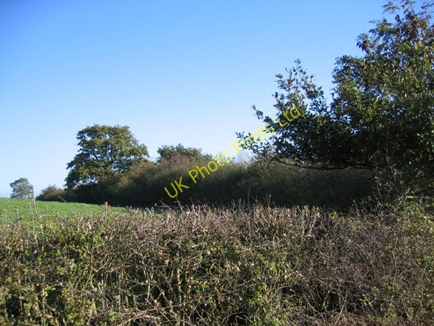 Photo 6"x4" Field boundary hedges Poulton\/SJ3958 c2006