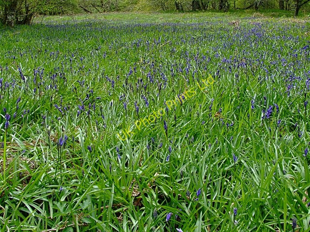 Photo 6"x4" The Big Burn walk close to Golspie Backies\/NC8302 c2007
