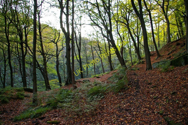 Photo 6"x4" Foster Wood, Colden Clough Hebden Bridge c2006